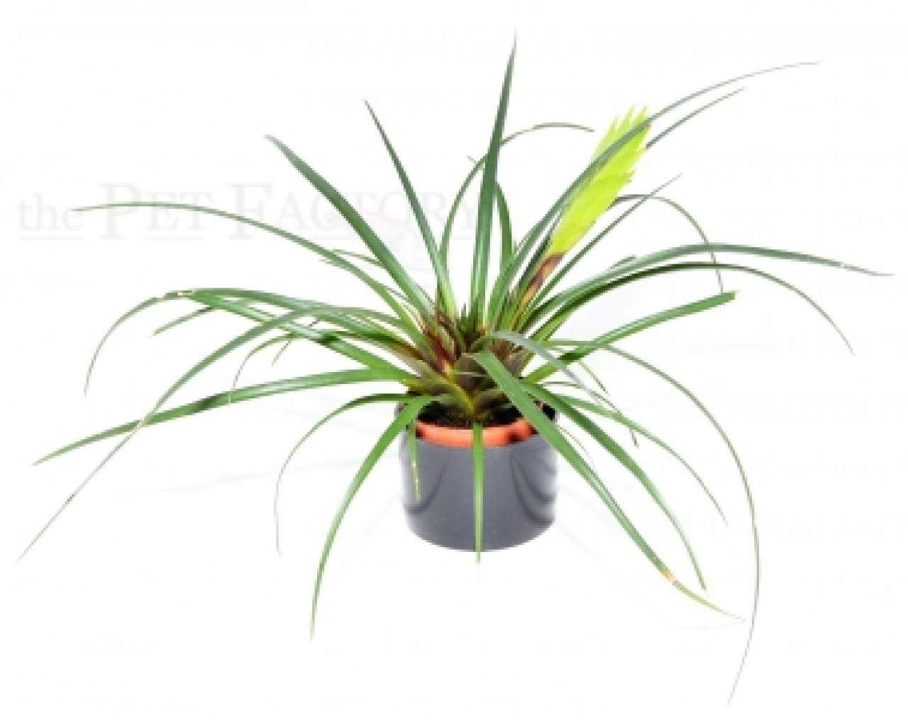 Tillandsia cyanea